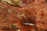 Colorful, Polished Petrified Wood Slab - Cherry Creek, NV #365987-1